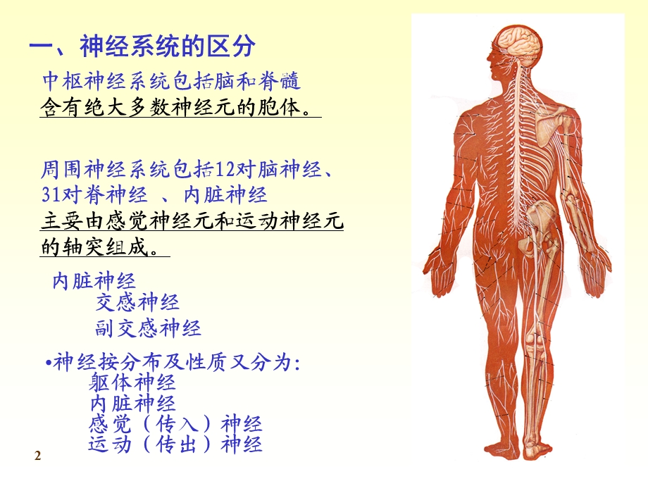 最新：傅健介绍——末梢神经炎的概括文档资料.ppt_第2页