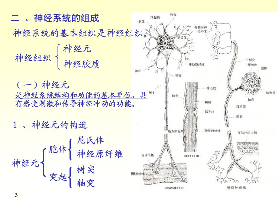 最新：傅健介绍——末梢神经炎的概括文档资料.ppt_第3页