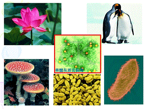 最新：人教版高一上第二节 细胞的类型和结构JYZ文档资料.ppt