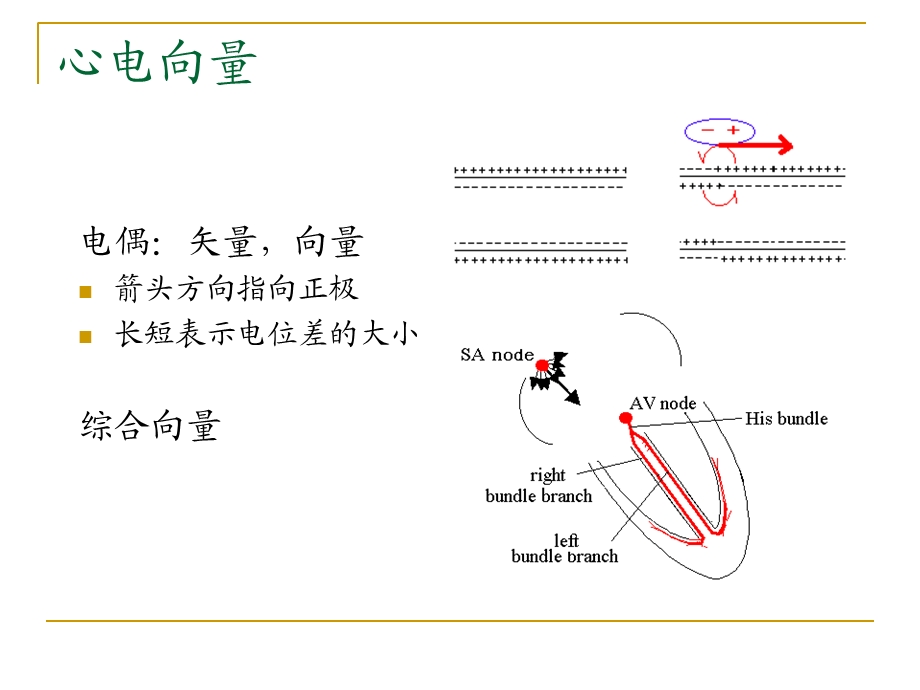 家兔呼吸运动的调节心电图文档资料.ppt_第3页