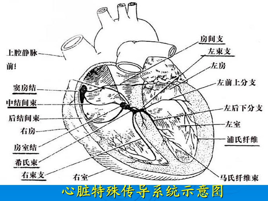 本科心电图讲义文档资料.ppt_第2页