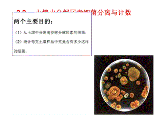 2.2土壤中分解尿素的细菌的分离与计数(共20张PPT).ppt