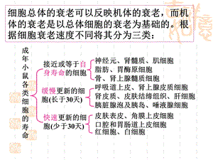 最新：中国药科大学人体解剖生理学课件丁启龙版第2章4细胞衰老与凋亡文档资料.ppt