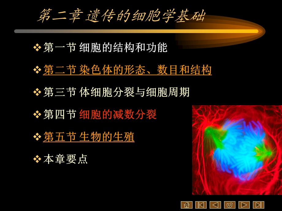 2 遗传的细胞学基础.ppt_第3页