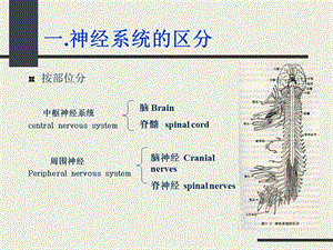 最新Ａ神经解剖学总论课件PPT文档.ppt