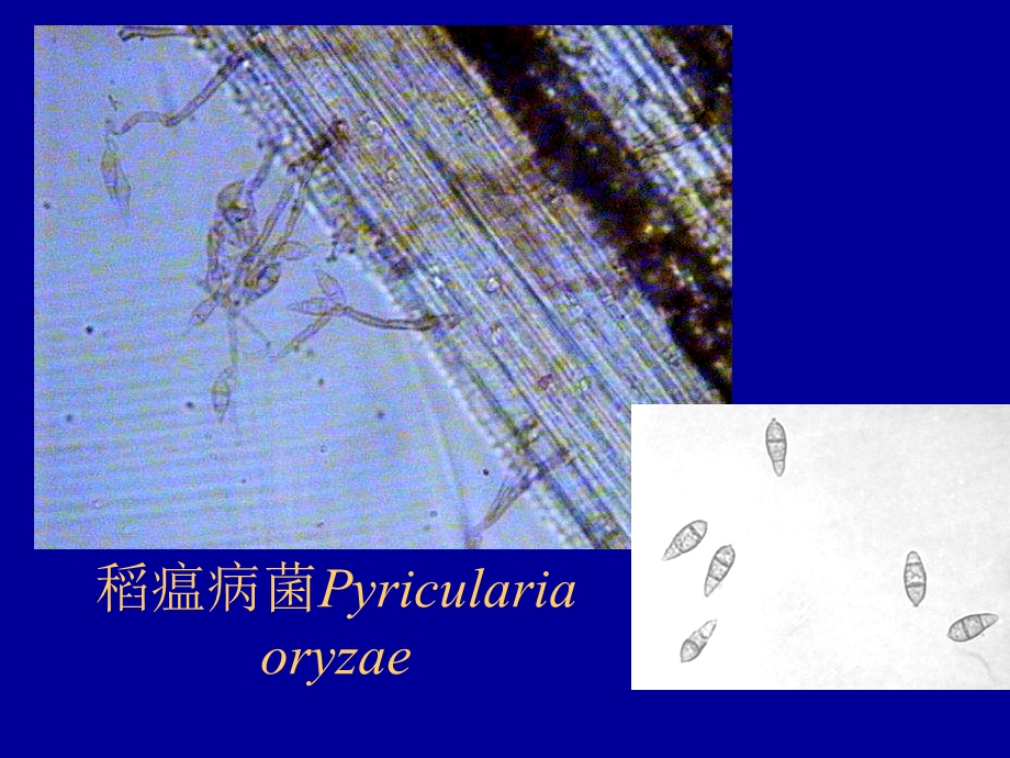 植物病理学主要病原菌形态精选文档.ppt_第1页