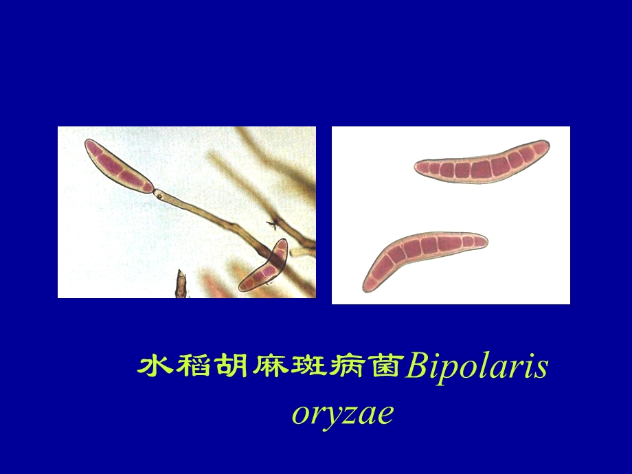 植物病理学主要病原菌形态精选文档.ppt_第2页