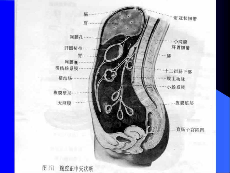 最新腹腔及腹膜后CT诊断ppt课件PPT文档.ppt_第3页