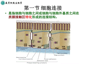 最新第十章细胞连接与细胞粘连PPT文档.ppt