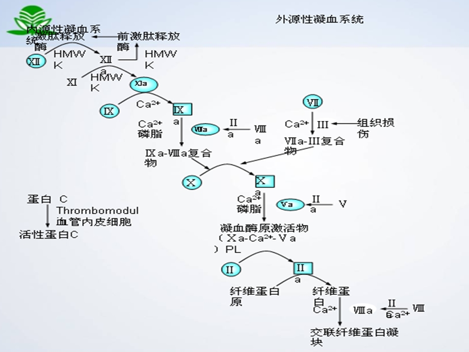 最新药理学课件血液呼吸系统PPT文档.ppt_第2页