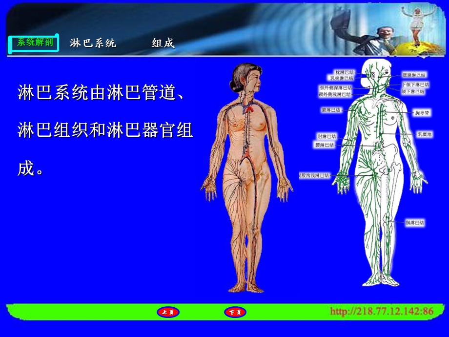 最新临床医学人体解剖淋巴系统PPT文档.ppt_第2页