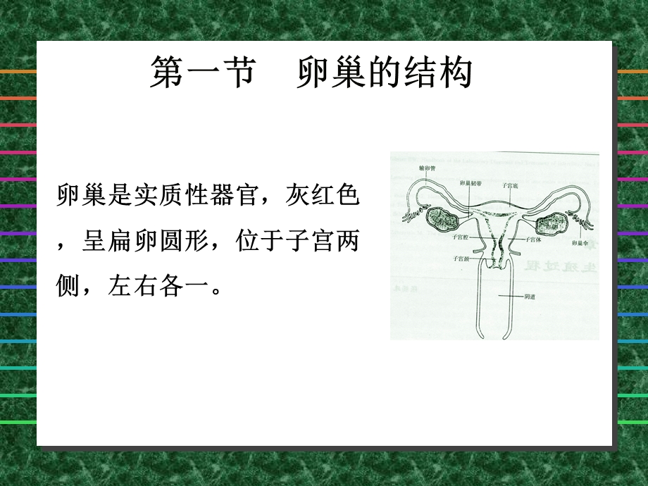 最新：卵巢与卵子的发生文档资料.ppt_第1页