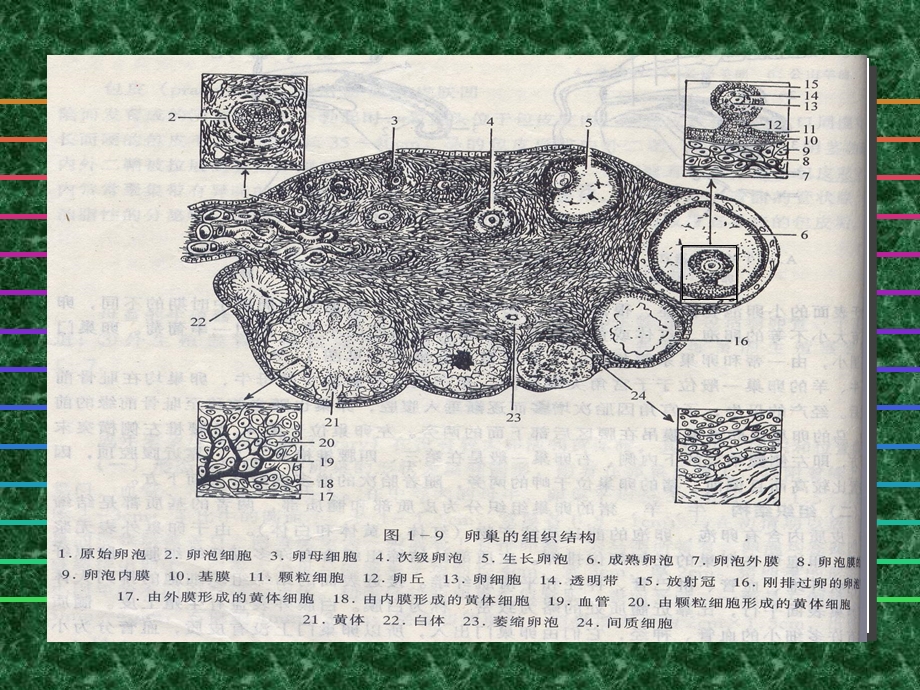 最新：卵巢与卵子的发生文档资料.ppt_第2页