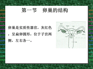 最新：卵巢与卵子的发生文档资料.ppt