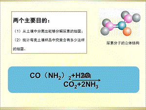 22土壤中分解尿素的细菌的分离与计数PPT课件.ppt