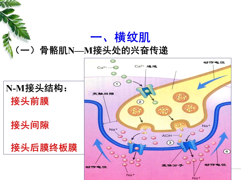 最新12级药学本科细胞的基本功能3PPT文档.ppt_第2页