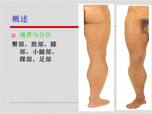 局部解剖学下肢局解文档资料.ppt