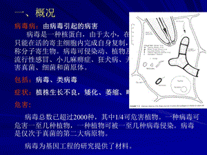 最新：第四部分植物病毒教学课件文档资料.ppt