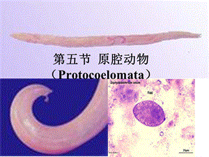 第五节原腔动物Protocoelomata名师编辑PPT课件.ppt