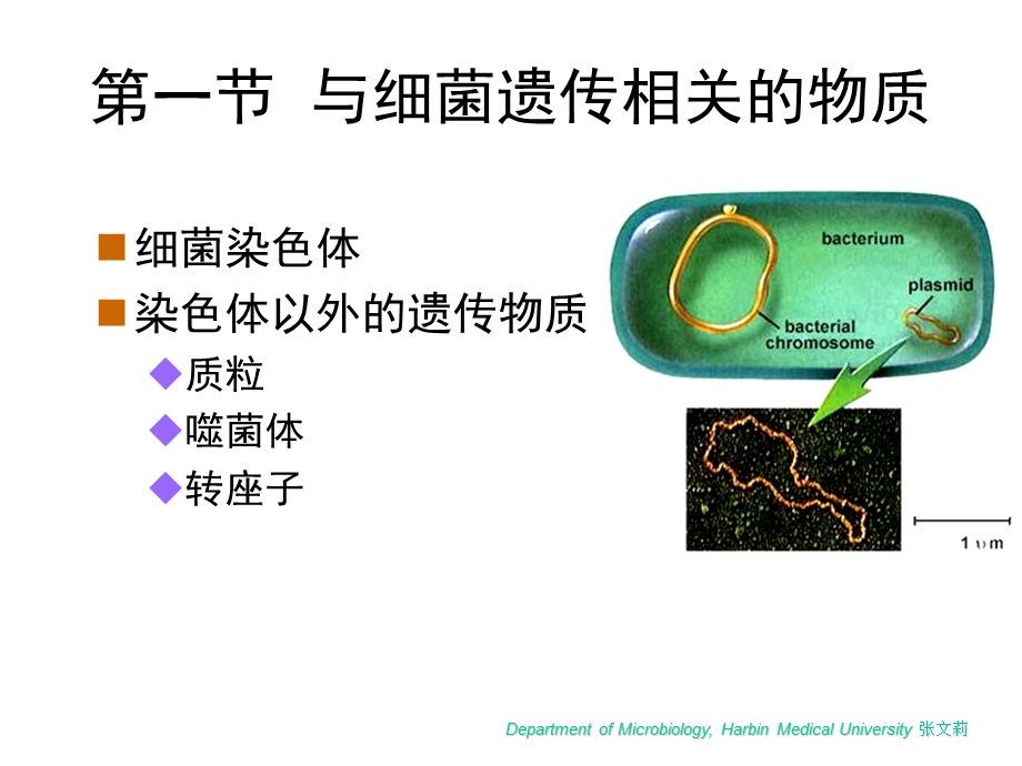 最新微生物学第3章细菌遗传与变异PPT文档.ppt_第1页