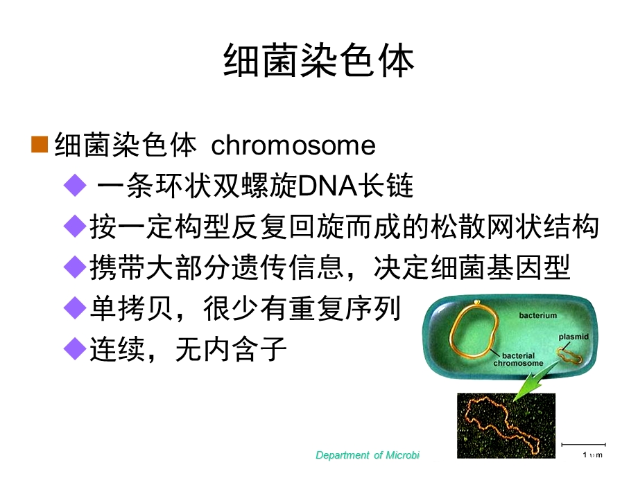 最新微生物学第3章细菌遗传与变异PPT文档.ppt_第2页