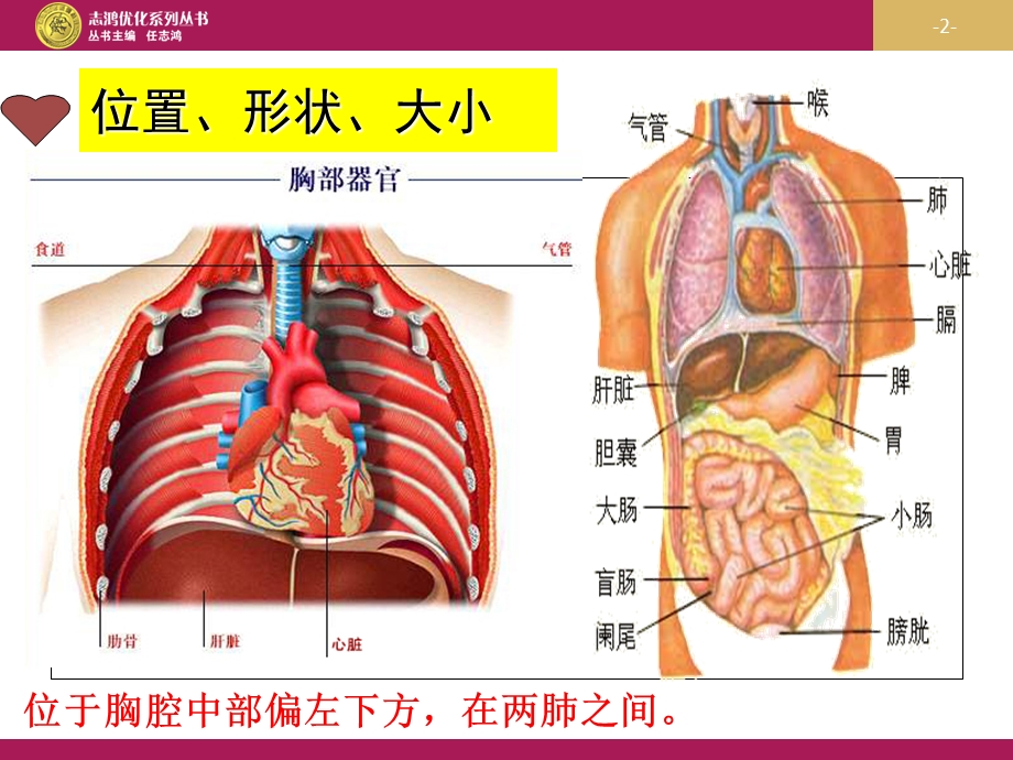 最新优秀教案课时—输送血液的泵心脏课件21PPT文档.ppt_第2页