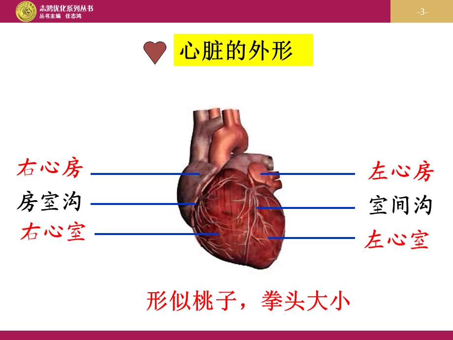 最新优秀教案课时—输送血液的泵心脏课件21PPT文档.ppt_第3页