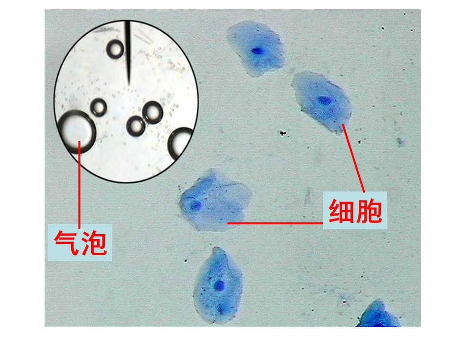 必修10301细胞膜——系统的边界PPT文档.ppt_第2页