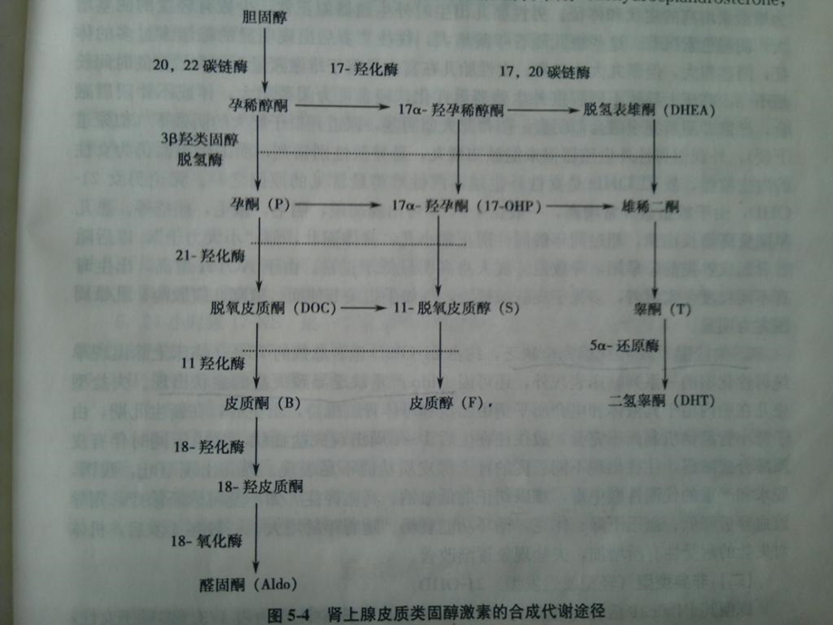 新生儿疾病筛查皮质肾上腺PPT文档资料.ppt_第2页