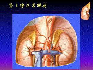 最新肾上腺病变的影像诊断唐光健ppt课件PPT文档.ppt