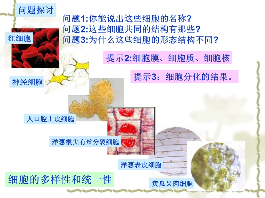 最新：辽宁省抚顺县高级中学高中生物必修一课件1.2 细胞的多样性与统一性文档资料.ppt_第1页