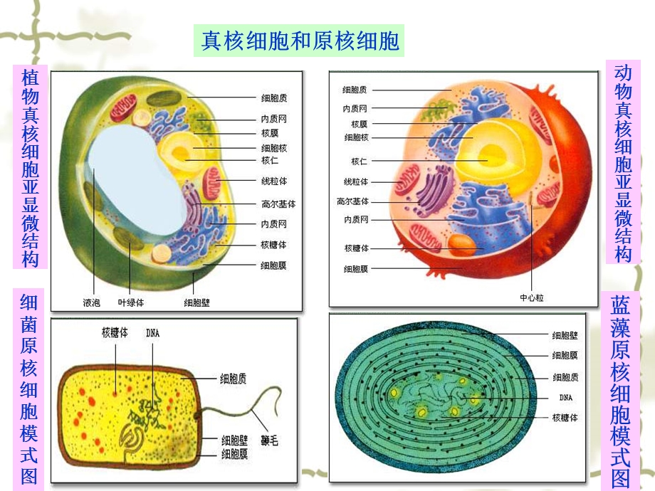 最新：辽宁省抚顺县高级中学高中生物必修一课件1.2 细胞的多样性与统一性文档资料.ppt_第2页