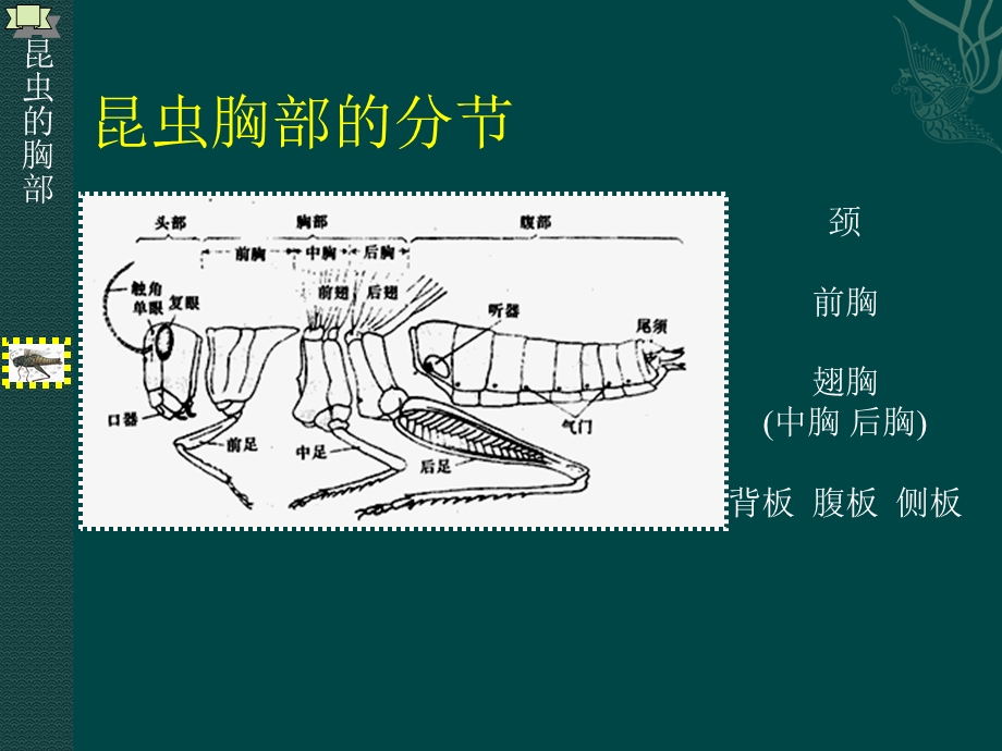 最新昆虫胸部的基本构造PPT文档.ppt_第1页