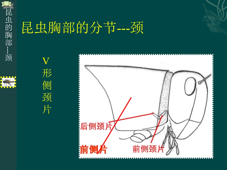 最新昆虫胸部的基本构造PPT文档.ppt_第3页