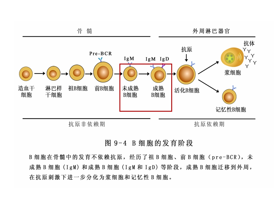 最新B细胞PPT文档.ppt_第3页