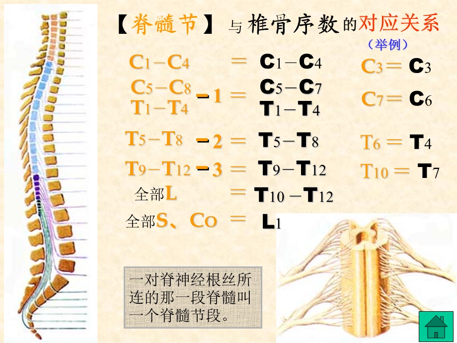 解剖神经系统1文档资料.ppt_第3页