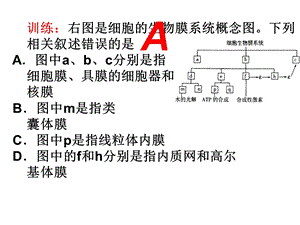 复习二：细胞的基本结构文档资料.ppt