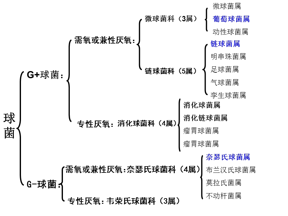 最新细菌学各论怎样学PPT文档.ppt_第2页