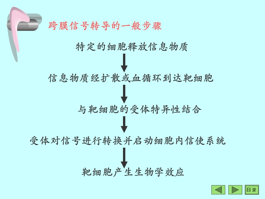 最新沈阳药科大学生物化学课件——第15章细胞信息转导PPT文档.ppt_第3页