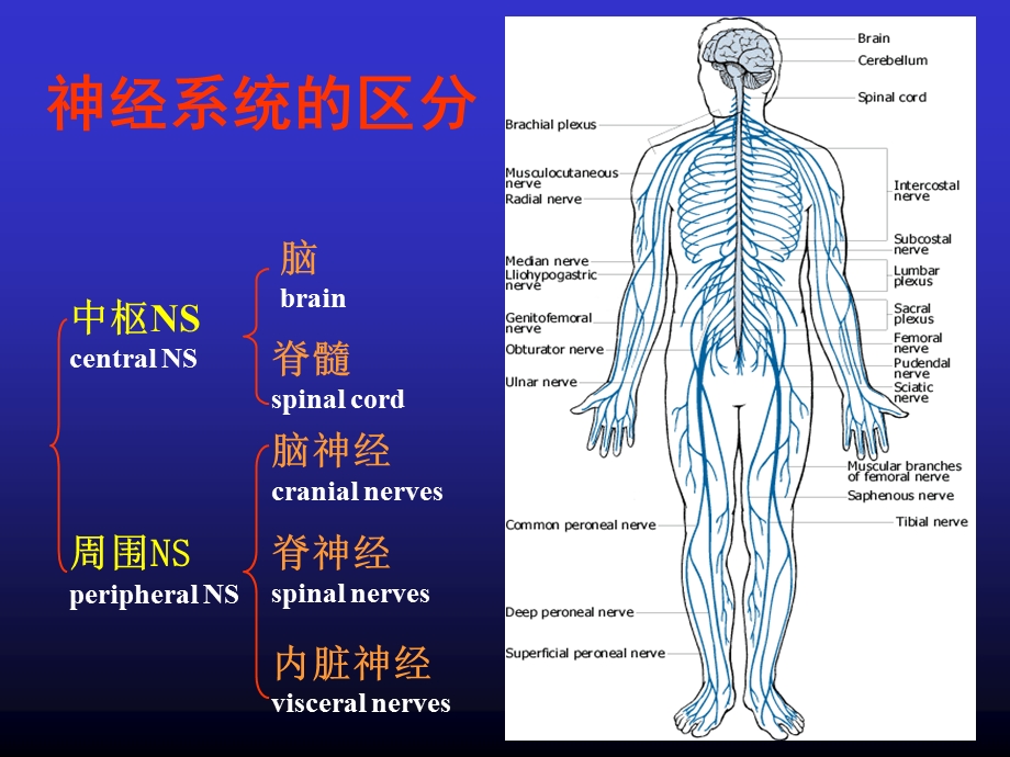 NS概述脊髓PPT文档.ppt_第1页