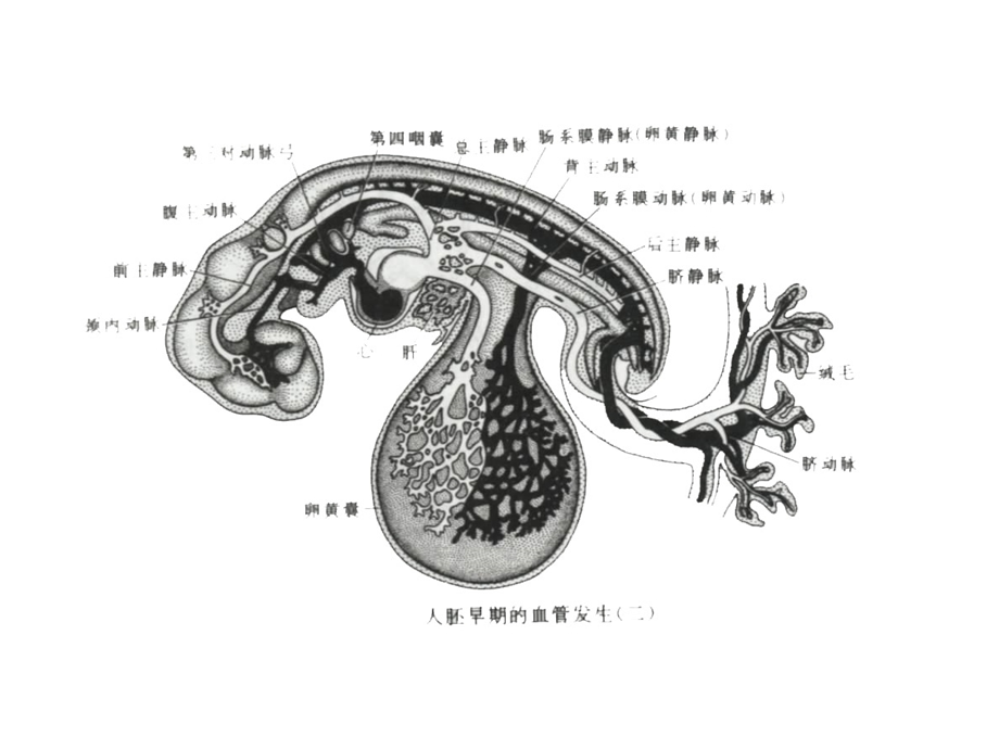心脏发生和发育精选文档.ppt_第3页