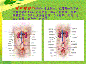 最新回肠代膀胱手术配合ppt课件PPT文档.pptx