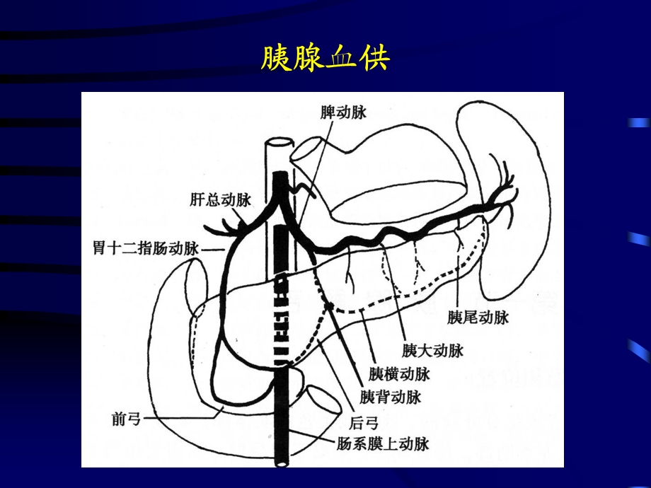 最新：胰腺血供和胰岛细胞瘤血管造影诊断文档资料.ppt_第1页