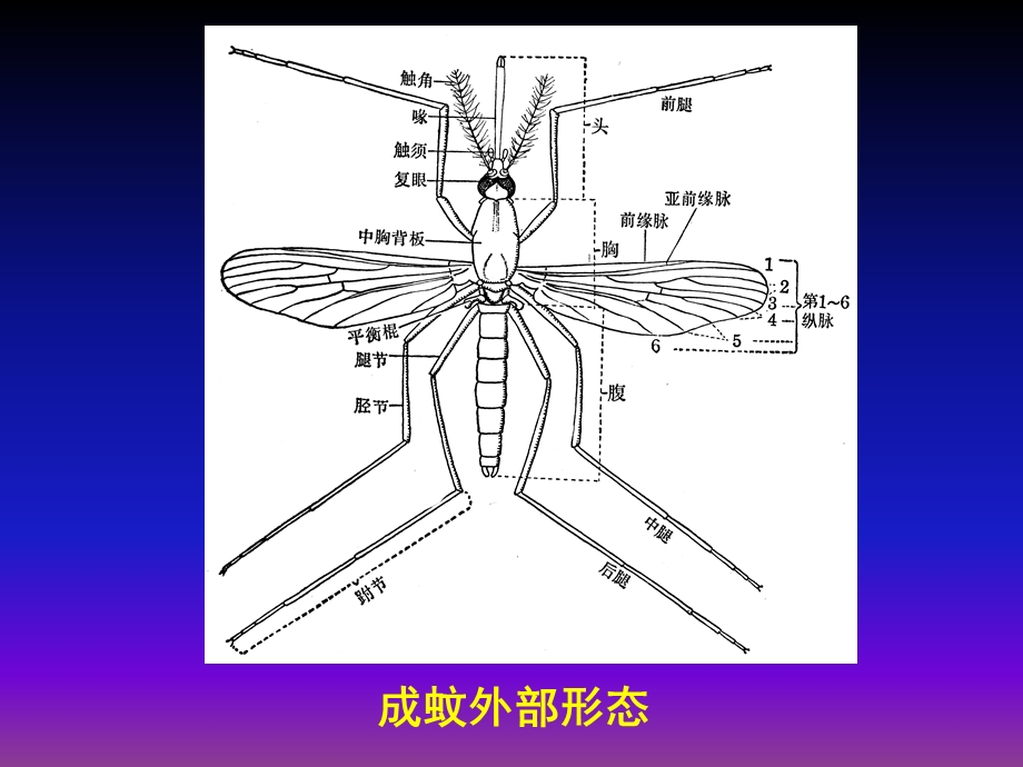 最新：蚊与疾病文档资料.ppt_第3页