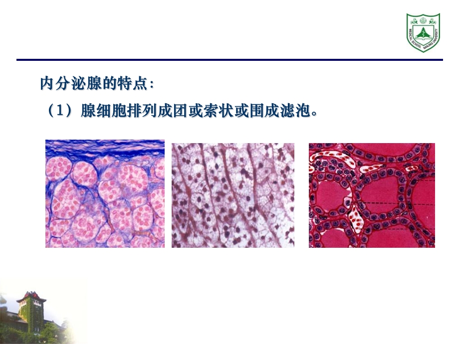 最新内分泌系统组织学PPT文档.ppt_第2页