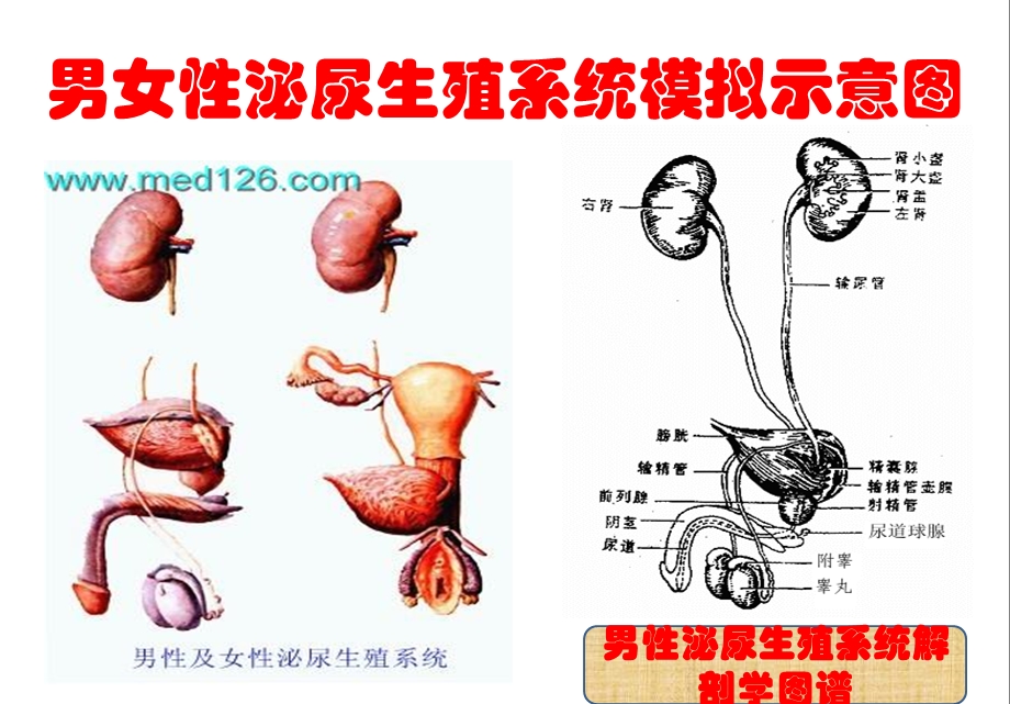 最新泌尿外科疾病知识及护理要点PPT文档.pptx_第3页