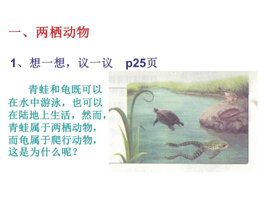 八年级第五节两栖动物和爬行动物.ppt_第2页