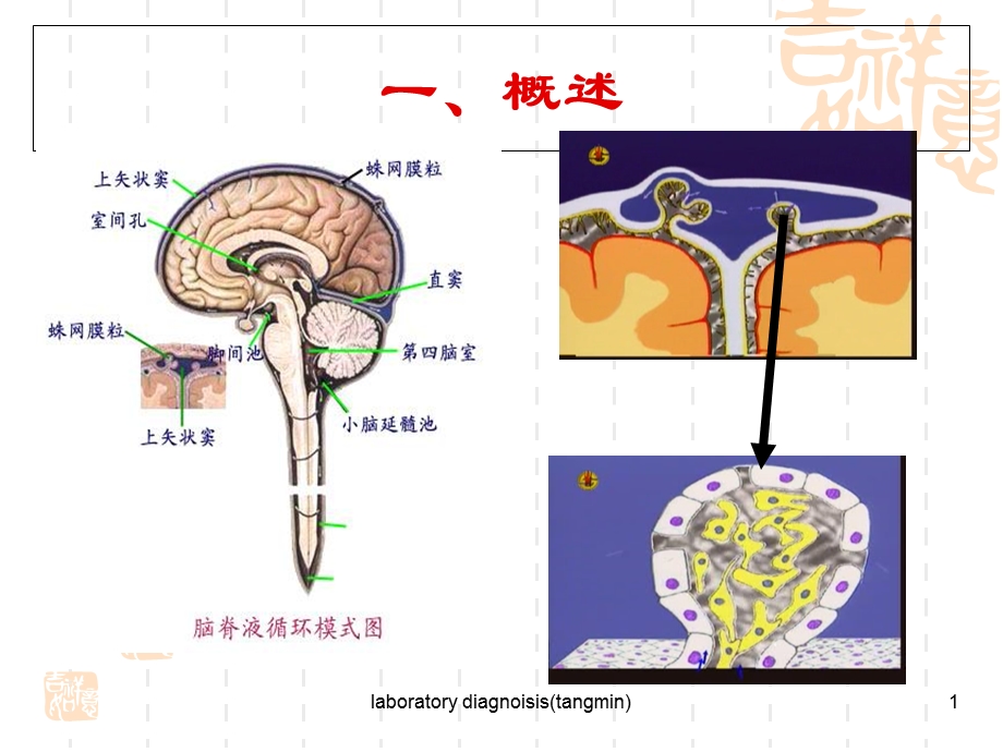 最新：脑脊液常规及生殖系统检查课件文档资料.ppt_第1页