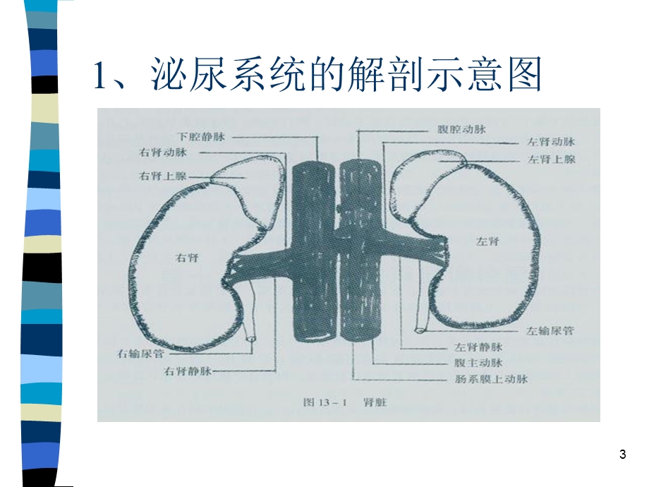 泌尿系超声诊断学全版文档资料.ppt_第3页