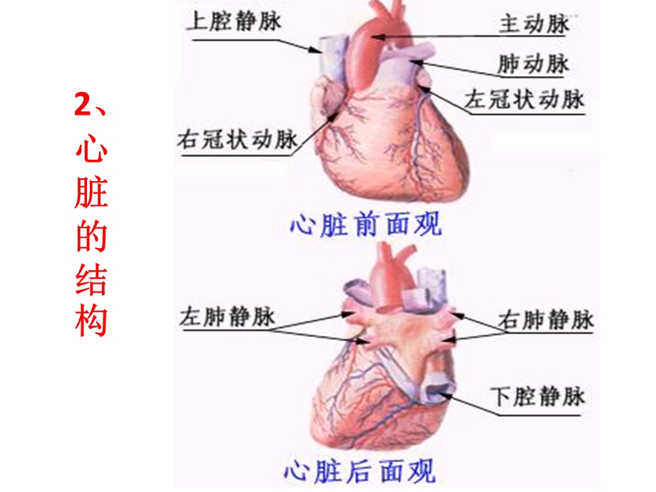 最新：人教版初一生物下册第四单元第四章第三节心脏文档资料.ppt_第3页